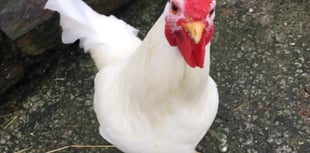Manx SPCA column: Watch out for another possible pandemic