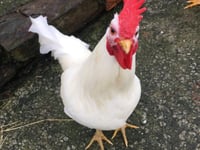 Manx SPCA column: Watch out for another possible pandemic