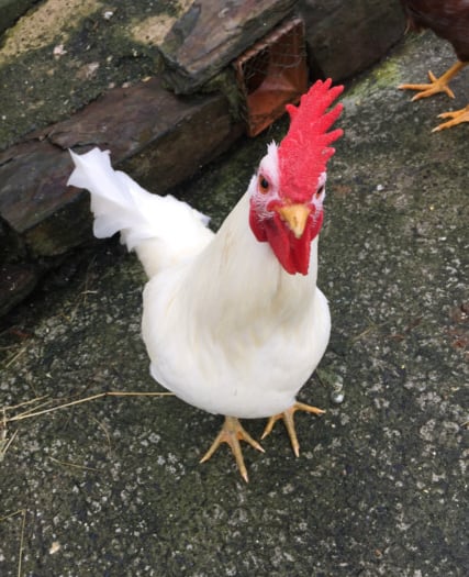 Manx SPCA column: Watch out for another possible pandemic