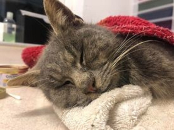 Spca missing best sale cats