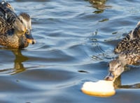 Manx SPCA  column: Bird food company's 'ban the bread' campaign is largely discredited