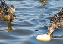 Manx SPCA  column: Bird food company's 'ban the bread' campaign is largely discredited