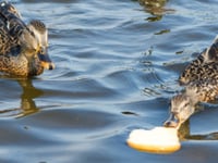 Manx SPCA  column: Bird food company's 'ban the bread' campaign is largely discredited
