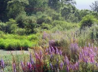 Manx winter wildlife walk to take place at island nature reserve