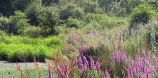 Manx winter wildlife walk to take place at island nature reserve