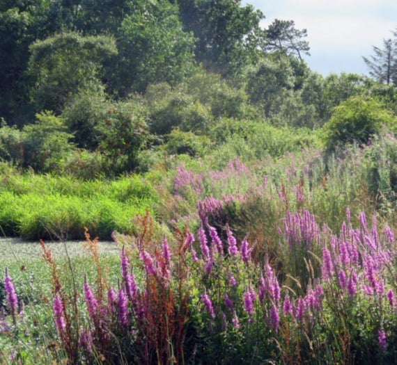 Manx winter wildlife walk to take place at island nature reserve