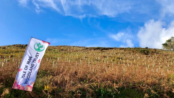 New campaign launched to plant more trees in Manx countryside ...