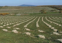 70,000 trees planted as 'People's Wood' in Santon nears completion