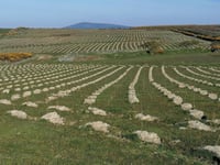 70,000 trees planted as 'People's Wood' in Santon nears completion