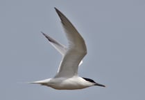 Charity asking bird sightings to be reported for World Migratory Day