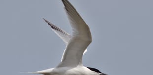 Charity asking bird sightings to be reported for World Migratory Day