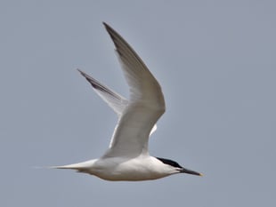 Charity asking bird sightings to be reported for World Migratory Day
