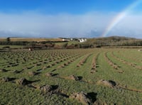 Grants to plant trees in the Isle of Man