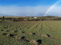 Grants to plant trees in the Isle of Man