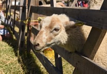 Entries for the Royal Manx Show are now open