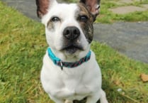 Manx SPCA column: Ban the deed, not the breed