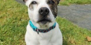 Manx SPCA column: Ban the deed, not the breed