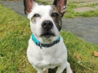 Manx SPCA column: Ban the deed, not the breed