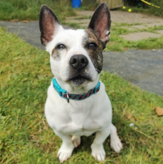 Manx SPCA column: Ban the deed, not the breed