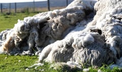 Farmer's solution to wool waste