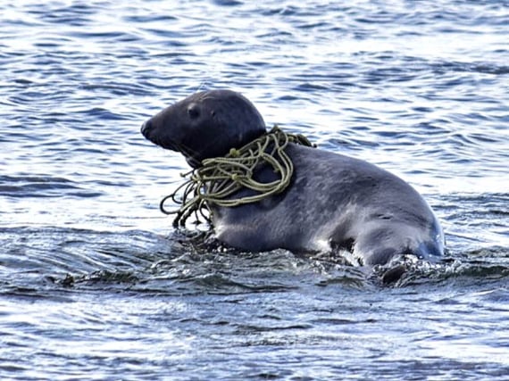 Seal caught up in rope highlights litter issue