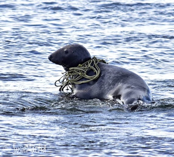 Seal caught up in rope highlights litter issue