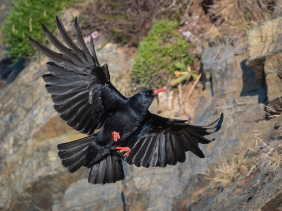 Alarm as population of 'iconic Manx bird' falls sharply