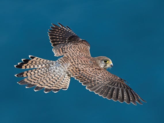 Marine Drive is designated an Area of Special Scientific Interest