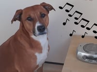 Manx SPCA column: Watch out for animals on bonfire night