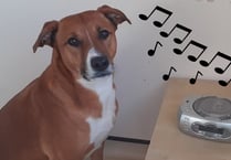 Manx SPCA column: Watch out for animals on bonfire night