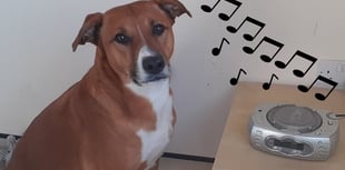 Manx SPCA column: Watch out for animals on bonfire night