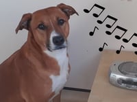 Manx SPCA column: Watch out for animals on bonfire night
