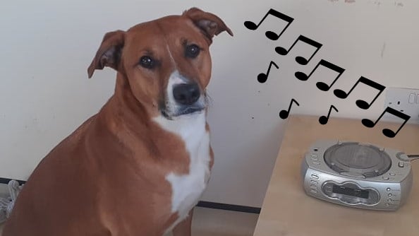 Manx SPCA column: Watch out for animals on bonfire night