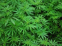First licence to grow medicinal cannabis