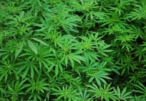 First licence to grow medicinal cannabis