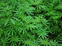 First licence to grow medicinal cannabis