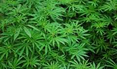 First licence to grow medicinal cannabis