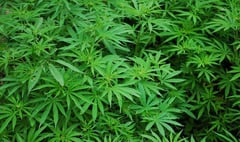 Technical changes to medicinal cannabis regulation proposed to Tynwald