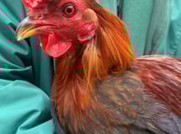 Manx SPCA column: Watch out for signs of bird flu