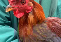 Manx SPCA column: Watch out for signs of bird flu