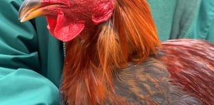 Manx SPCA column: Watch out for signs of bird flu