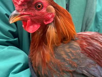 Manx SPCA column: Watch out for signs of bird flu
