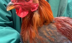 Manx SPCA column: Watch out for signs of bird flu