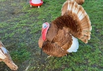 Christmas turkey auction this Saturday