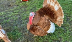 Christmas turkey auction this Saturday