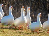 Seagulls found dead in Port Erin not linked to bird flu