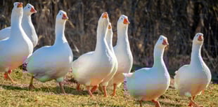 Seagulls found dead in Port Erin not linked to bird flu