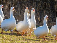 Seagulls found dead in Port Erin not linked to bird flu