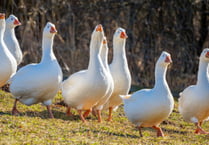 Seagulls found dead in Port Erin not linked to bird flu