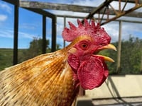 Manx SPCA column: Our view on avian flu